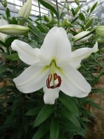 [5225 Pearl Queen VZ No02.JPG]